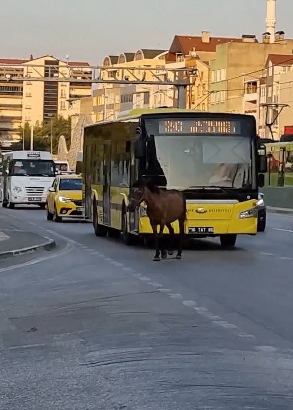 Bursada Başıboş At Trafiği Aksattı
