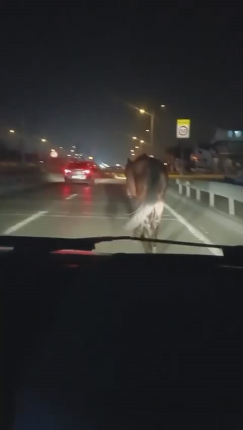 Bursada Başıboş Atlar Tehlike Saçtı