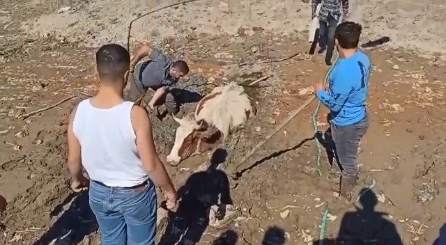 Bursa'da Bataklığa Saplanan İnek Kurtarıldı
