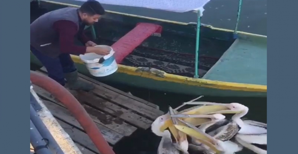 Bursada Bir Balıkçı Elleriyle Pelikanları Besledi