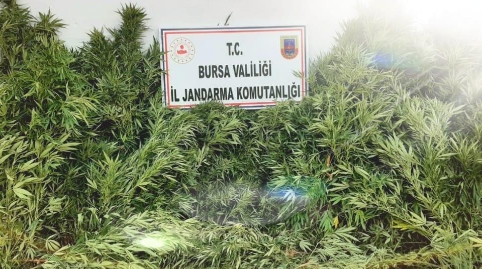 Bursada Kenevir Baskını