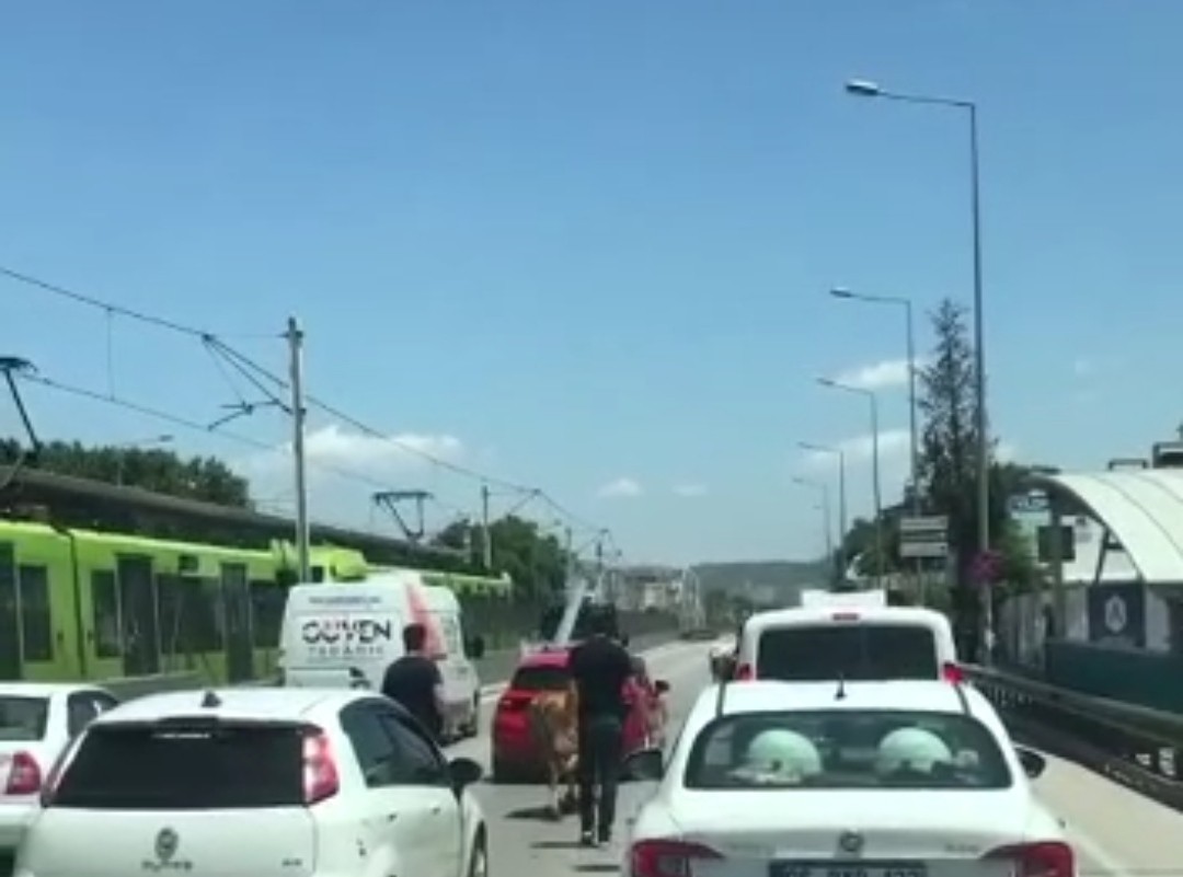 Bursa'da Kaçan Boğalar Trafiği Kilitledi