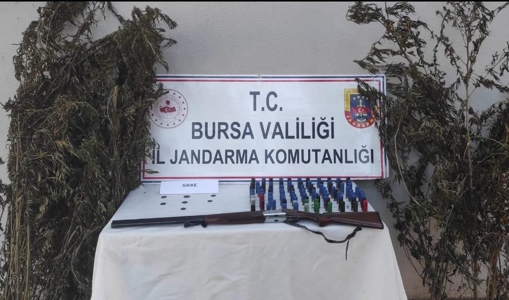 Bursa'da Kenevir Tarlasına Jandarma Baskını