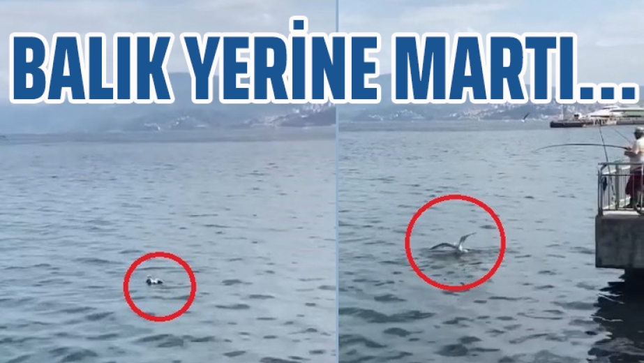 Bursada Oltaya Balık Yerine Martı Takıldı