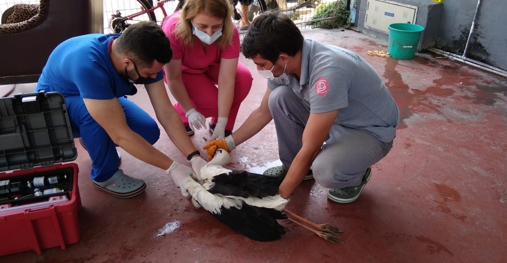 Bursada Rotayı Şaşıran Leylek Oto Yıkamacıya İndi
