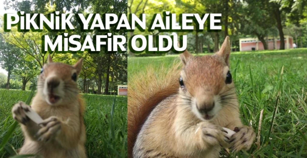 Bursada Sincap Piknik Yapan Ailenin Misafiri Oldu