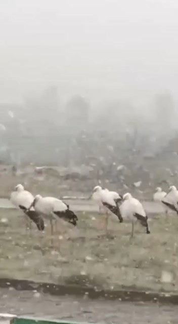 Bursa'da Soğuktan Donmak Üzere Olan Leylekler Kamerada