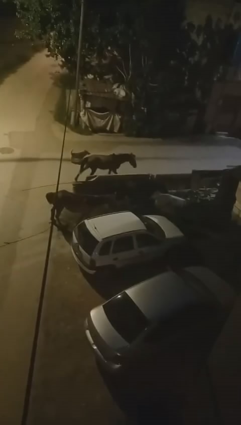Bursada Sokaklar Gündüz İnsanlara, Gece Atlara Kalıyor