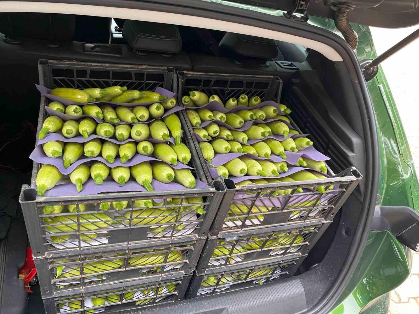 Bursada Üretilen Kabak Çiftçinin Yüzünü Güldürdü