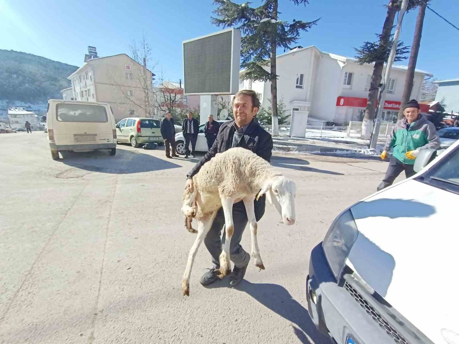 Bursalı Çobanlar Deprem Bölgesine 40 Koyun Bağışladı