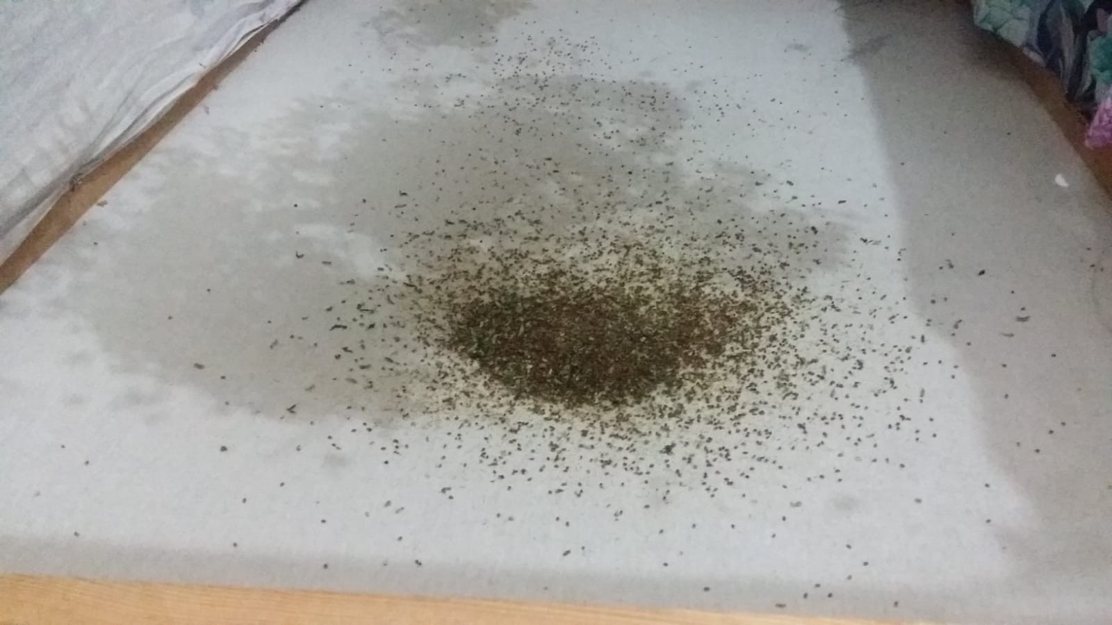Bursanın Dağ Yöresinde Yaşayan Kadınlar Çiçek Tohumu Üretiyor