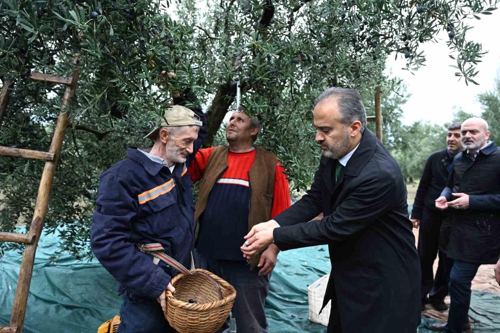 Bursanın Zeytininde Hasat Vakti