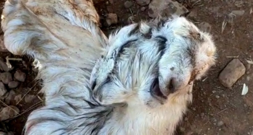 Çift Başlı Doğan Oğlak Görenleri Şaşkına Çevirdi