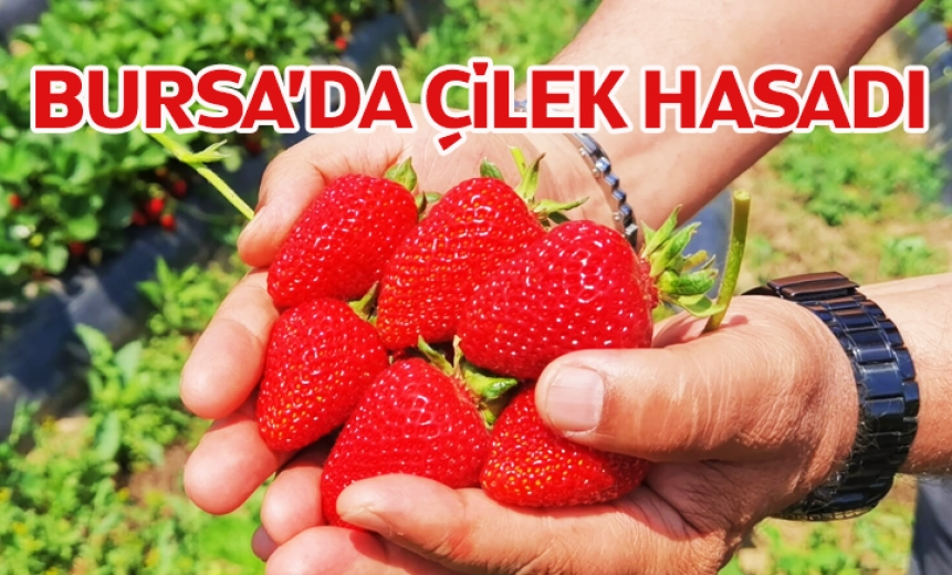 Çilek Köyünde İlk Hasat Başladı