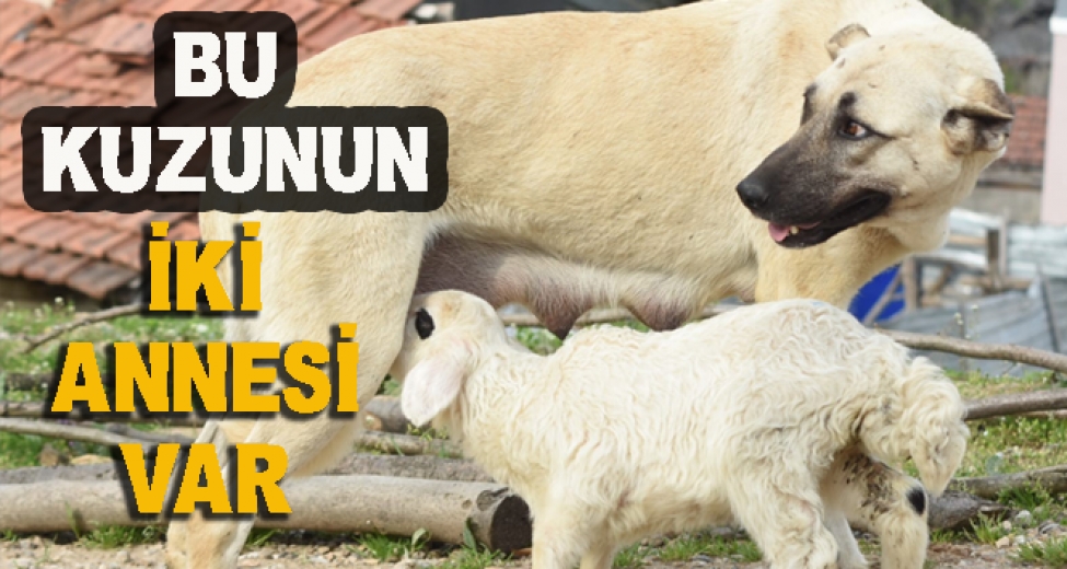 Çoban Köpeği, Kuzuya Süt Annelik Yapıyor