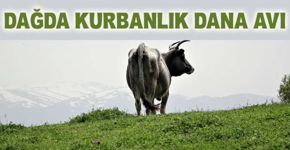 Dağda Kurbanlık Dana Avı