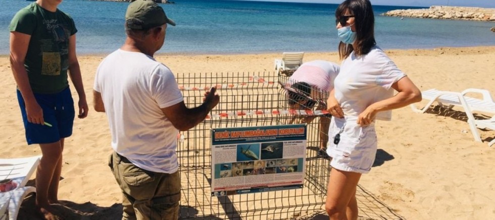 Deniz Kaplumbağaları Didim Plajlarına 2.Kez Yumurta Bıraktı
