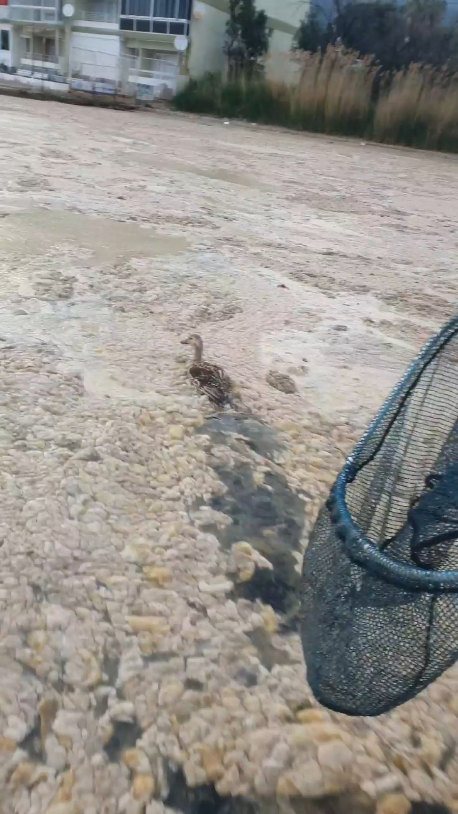 Deniz Salyaları Ördeklere De Zor Anlar Yaşattı