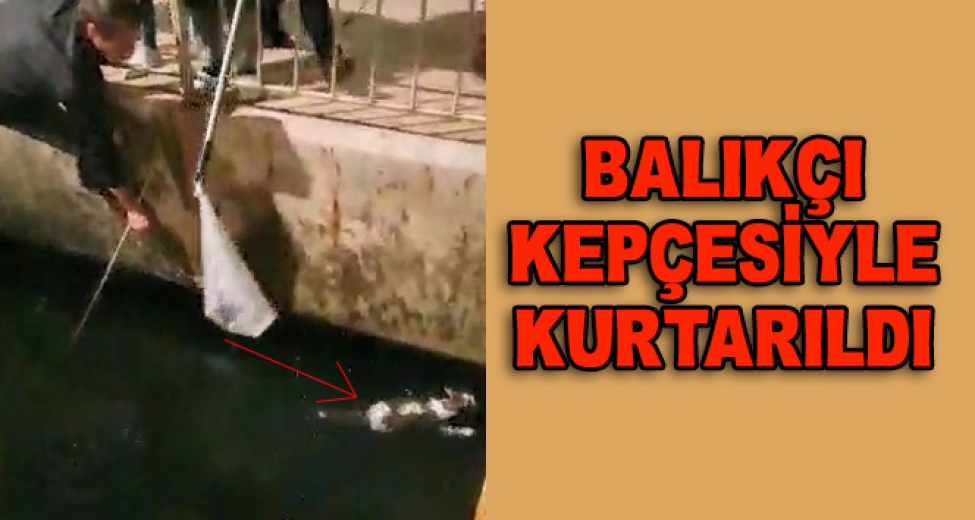 Denize Düşen Kedi Balıkçı Kepçesiyle Kurtarıldı