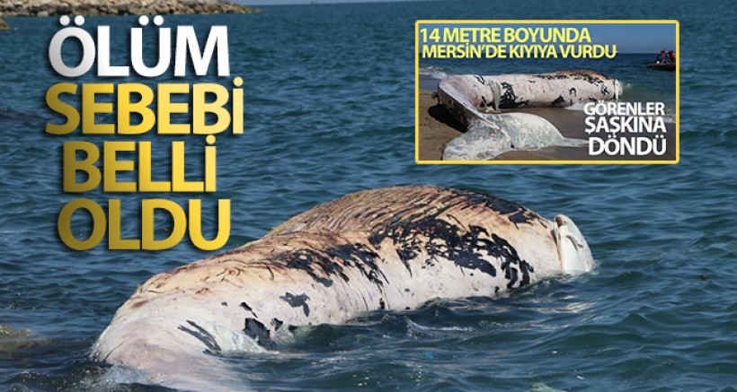 Dev Balinanın Ölüm Sebebi Belli Oldu