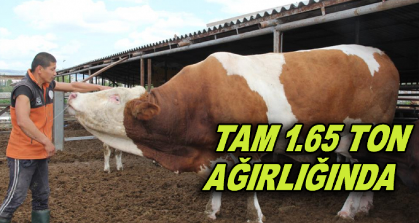 Dev Kurbanlık Görenleri Şaşırtıyor