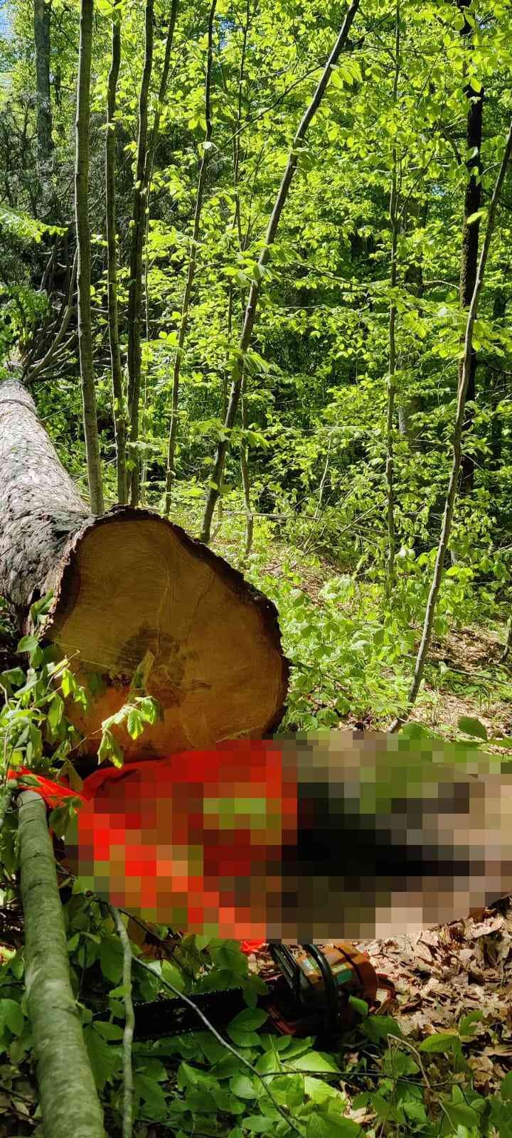 Devrilen Ağacın Altında Kalan Adam Öldü