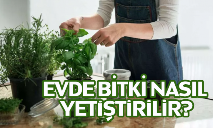 Evde bitki nasıl yetiştirilir?