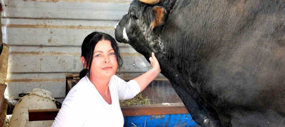 Feriştah hanımın boğa sevgisi görenleri şaşırtıyor