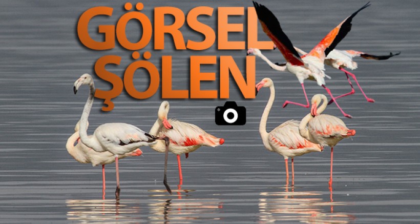 Flamingolar Erçek Gölü'ne Bu Yıl Erken Geldi