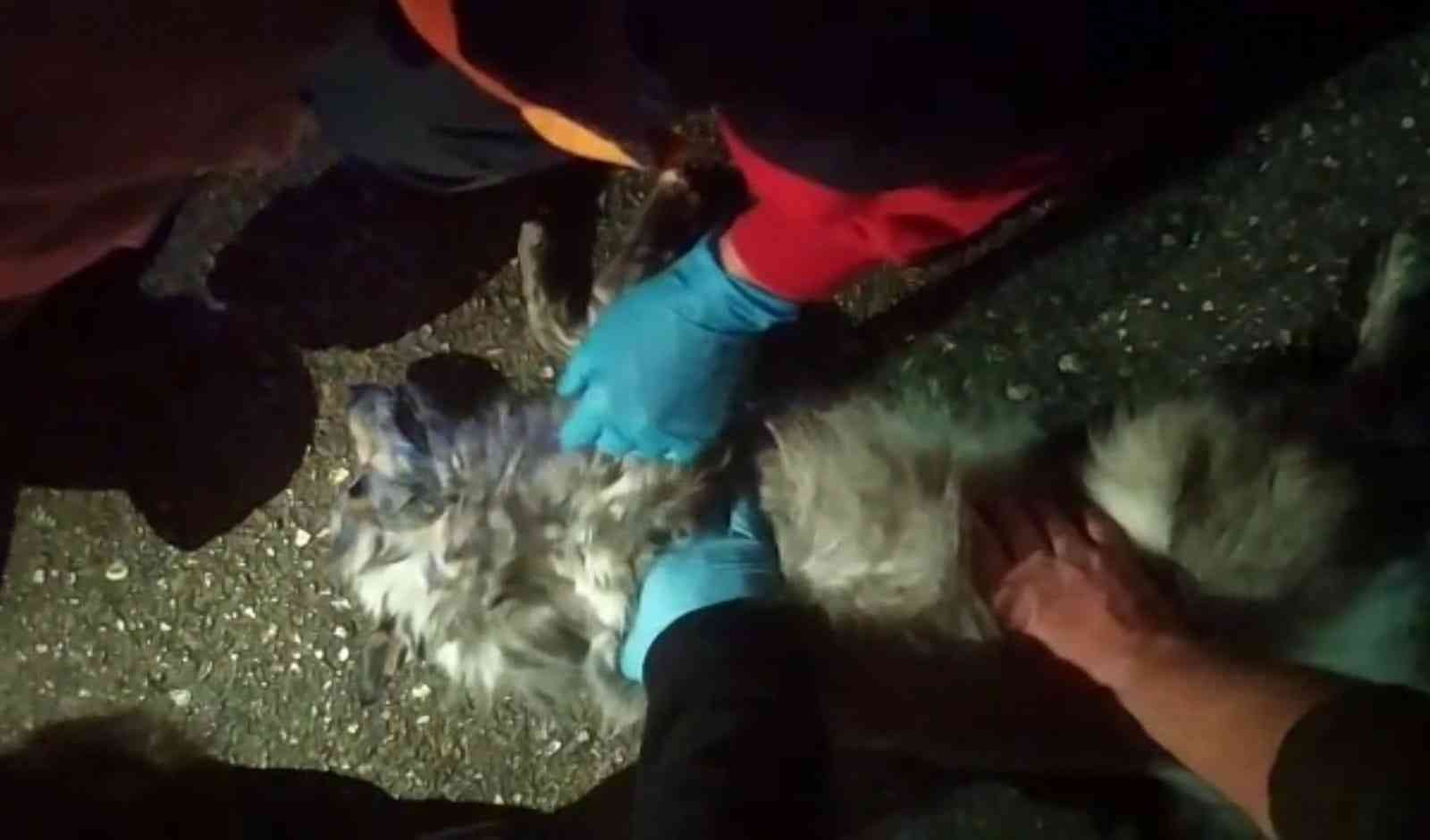 Galericiler Sitesinde Çıkan Yangından Kurtarılan Köpeğe Dakikalarca Kalp Masajı Yaptılar