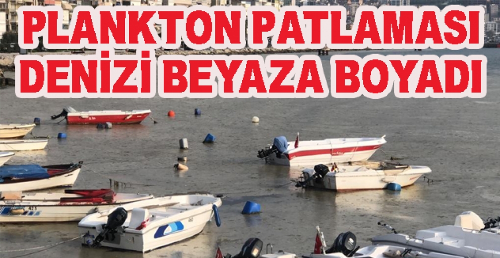 Gemlik Sahilini Gören Şaşkına Dönüyor