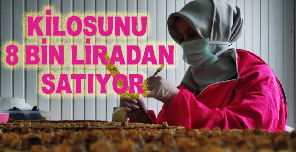 Gram Gram Sağdığı Arı Sütünün Kilosunu 8 Bin Liradan Satıyor