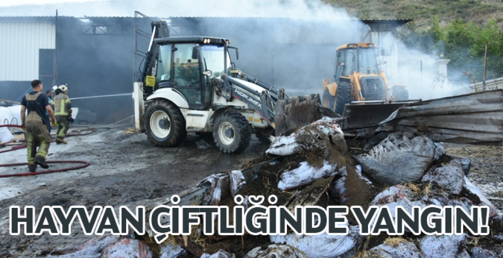Hayvan Çiftliğinde Yangın Çıktı, 60 Hayvan Telef Oldu