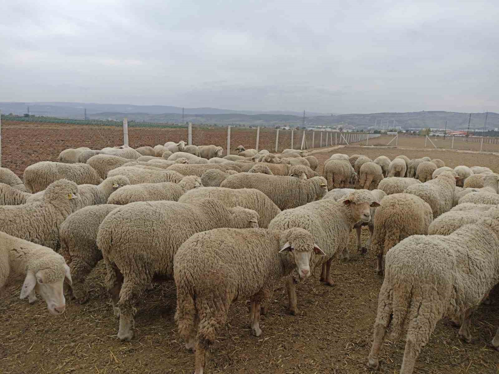 Hayvan Pazarlarının Kapalı Olması Üreticiyi Düşündürüyor