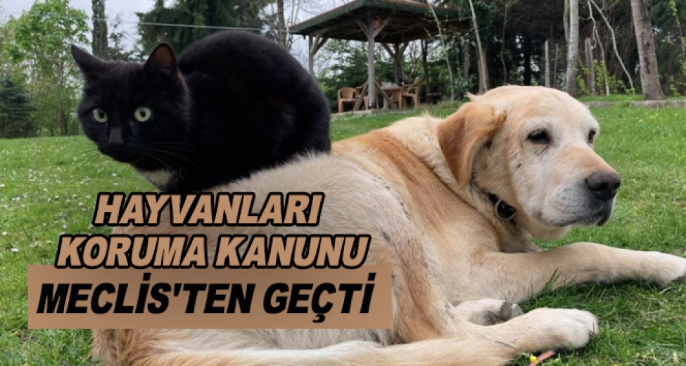 Hayvanları Koruma Kanunu Meclis'te Kabul Edildi