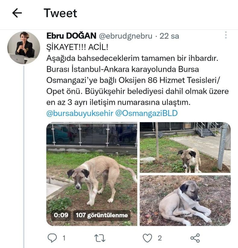Hayvansever Uyardı, Büyükşehir Kurtardı
