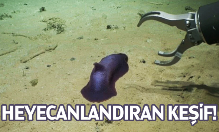 Heyecanlandıran Keşif!