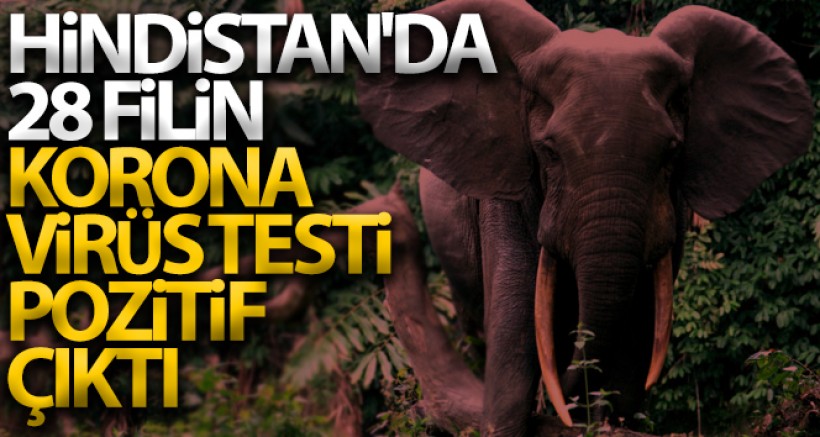 Hindistan'da 28 Filin Korona Virüs Testi Pozitif Çıktı