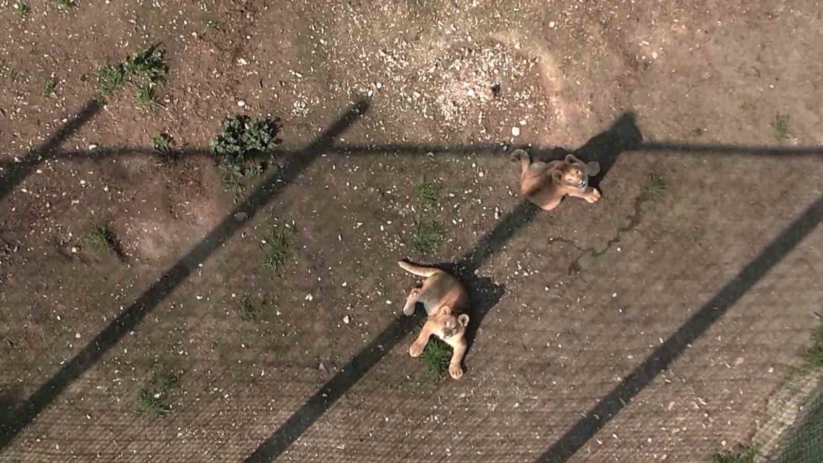 İlk Defa Dron Gören Minik Aslanlar
