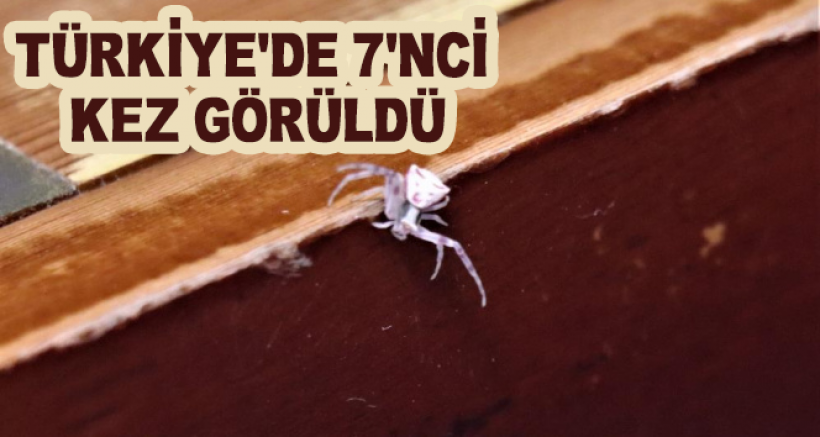 İnsan Yüzlü Örümcek Türkiye'de 7. Kez Ortaya Çıktı