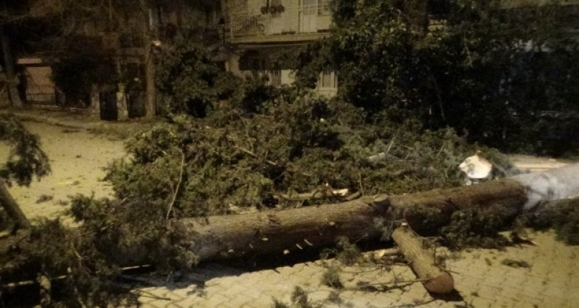 İzmir'de Fırtına Sebebiyle Ağaç Sokağa Düştü
