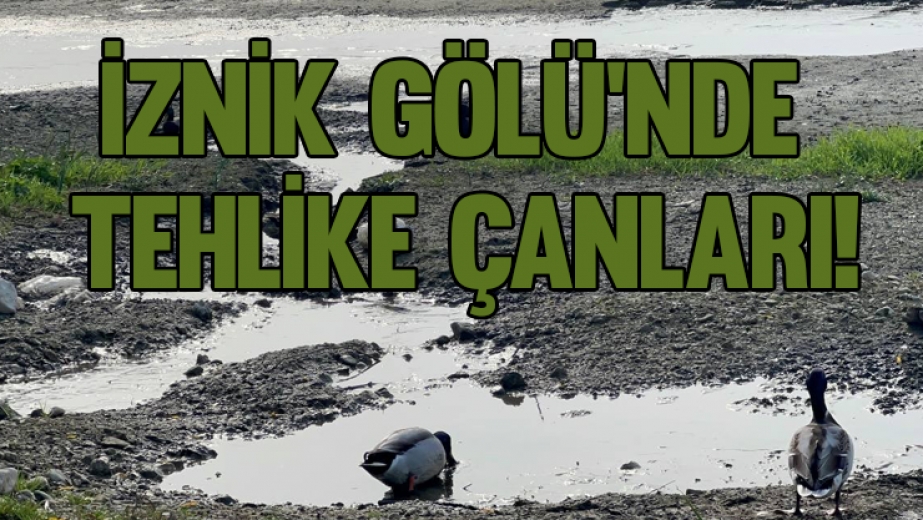 İznik Gölü'nde Tehlike Çanları!