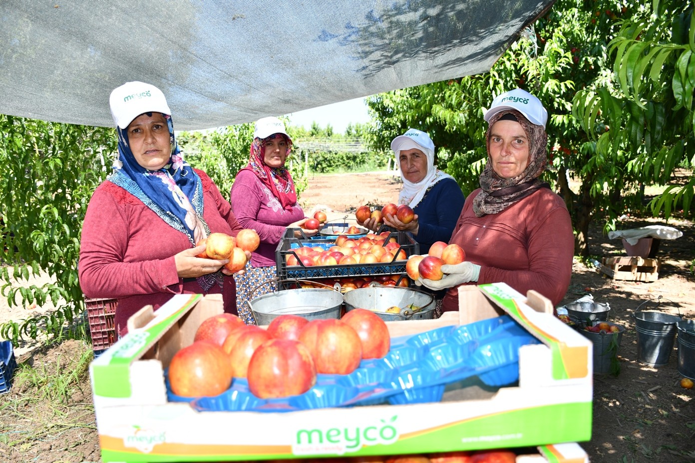 İznikte Nektarin Hasadı Şenlik İle Başladı