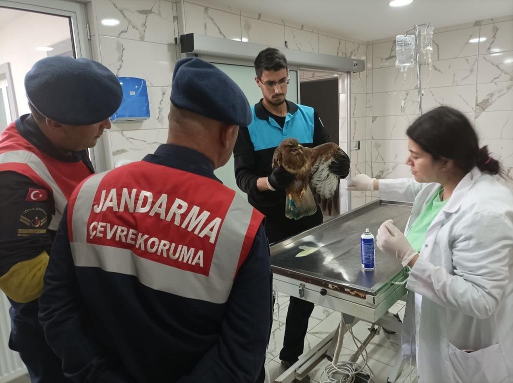 Jandarma Yaralı Şahine Sahip Çıktı
