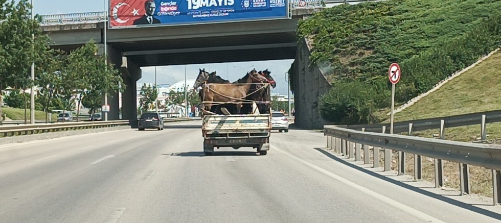 Kamyonetin kasasına 5 adet at sığdırdı
