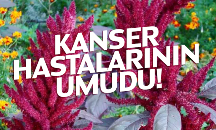 Kanser hastalarının umudu!