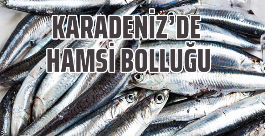 Karadeniz'de hamsi bolluğu