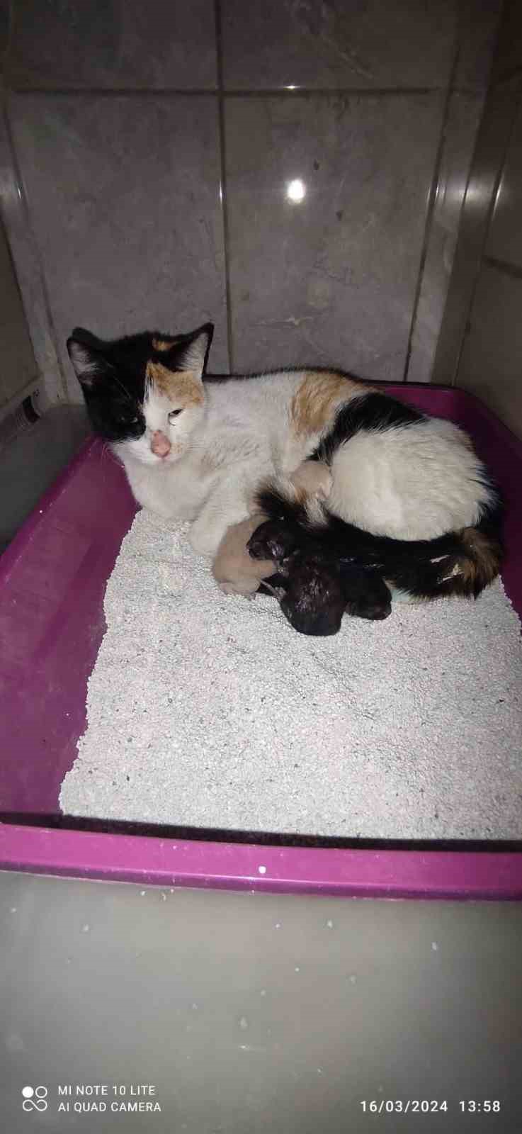 Kedi, İnegöl Devlet Hastanesinde Doğum Yaptı