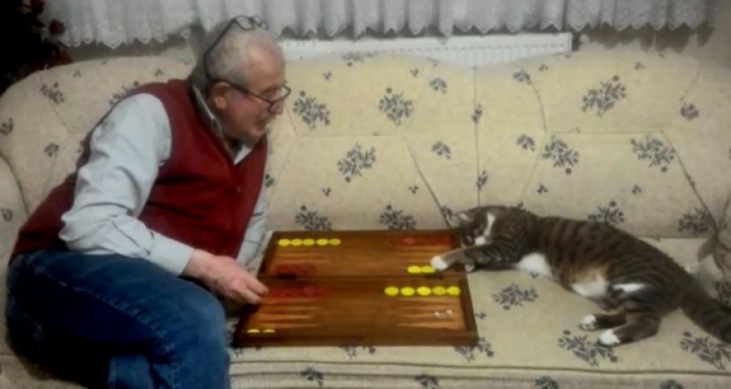 Kedi'nin Tavla Merakı
