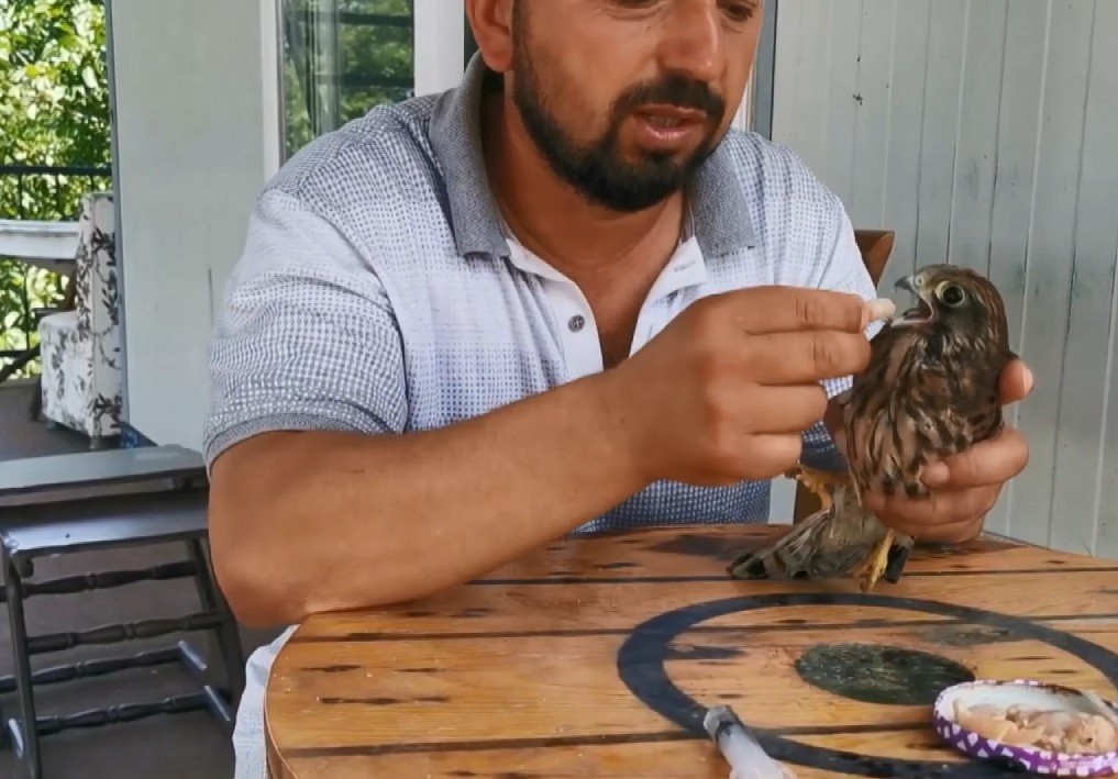 Kendisine Emanet Edilen Yırtıcı Kuşla Arkadaş Oldu Elleriyle Besledi